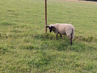 Suffolk - 3