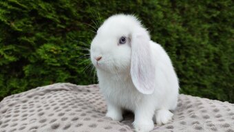 Zakrslý beránek, králíček, králík - HARRY - 3