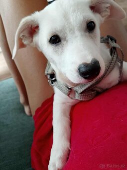 Jack Russell x labrator - 3