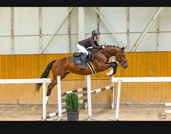 Valach po Sir Bento - 3