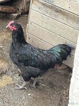 Prodám kohouty - 3
