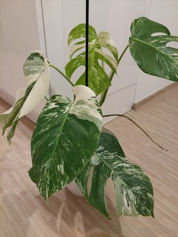 Monstera albo variegata - 3