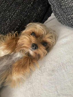 Jorkšírský teriér - 3