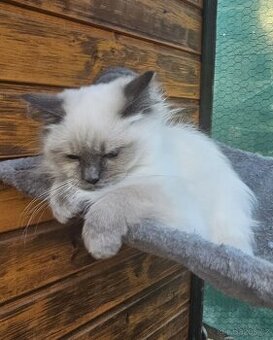 Sibiřská kočka něvská maškaráda - 3