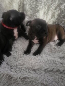 Stafordširský bulterier - 3