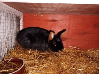 Tříslový černý - 3