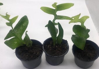 Epiphyllum chrysocardium - 3