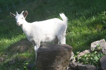 Koza bílá krátkosrstá, kůzle - REZERVACE - 3