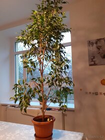 Pokojová kytka, Benjamin - 3