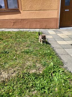 Štěňátko - 3