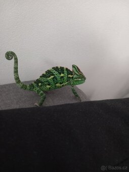 Chameleon Jemenský + terarium - 3