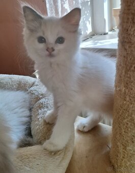 Koťátka Ragdoll s PP - 3