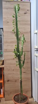 Pryšec trojúhlý (trojboký) – Euphorbia trigona - 3