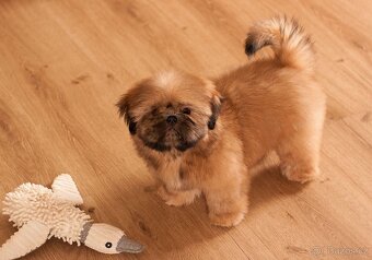 Shih-Tzu štěňatka - rozkošní společníci - 3