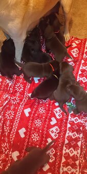 Štěňata Labradorského retrievera - 3