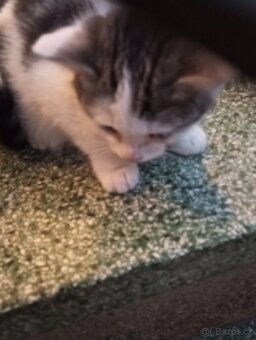 Krásná koťátka - 3