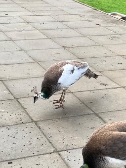 Prodám páv bílý, modrý - 3