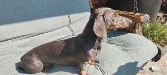 Jezevčík ke krytí - 3