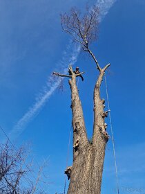 Rizikové kácení stromů, ořezy větví, štěpkování - 3