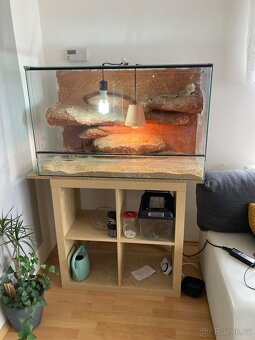 Agama vousatá samec a terarium 95x60x45 - 3