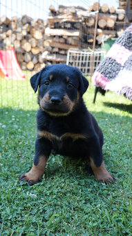 Beauceron - francouzský ovčák - štěňátka s PP - 3