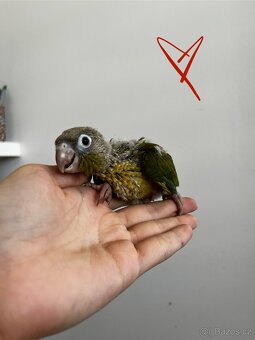 Pyrura, pyrura zelenolici, krotka pyrura - 3