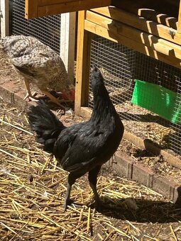 Ayam cemani - 3