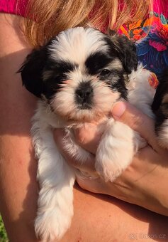 Prodáme štěně Shih-tzu - 3