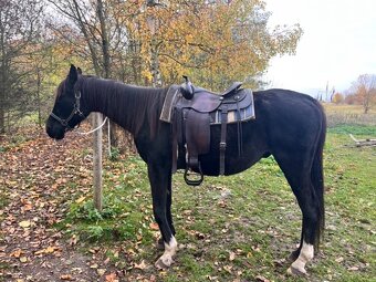 Prodám westernové sedlo Josef Hudeček - 3