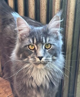 Mainská mývalí s pp - 3