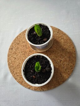 Tchýnin jazyk - kornoutek - 3