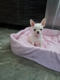 Čivava štěňátka fenečky - 3