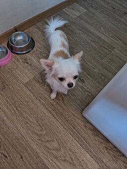 čivava pejsek na krytí  s PP - 3