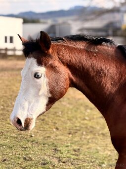 Letos 3leta klisna APH - 3