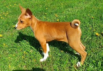 Basenji - prodám štěňata bez pp - 3