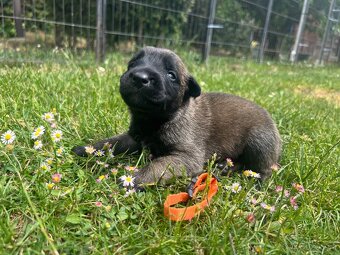 Belgický ovčák - malinois s PP - 3