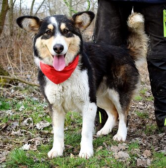 Quasita k adopci - 1 rok, hravá,aktivní, vhodná k dětem - - 3