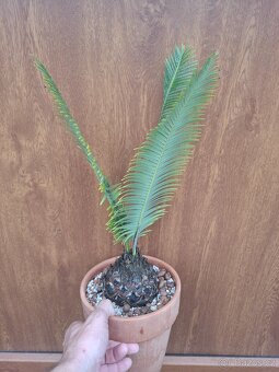 Dioon edule (cykas, palma, yucca) - 3