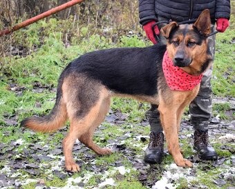 FIBI K ADOPCI - HODNÉ ZLATÍČKO, ZASLOUŽÍ SI MILUJÍCÍ RODINU - 3