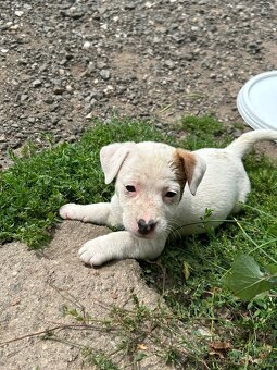 Jack Russell - 3