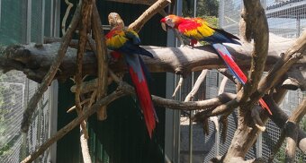 ARA arakanga macao - 3