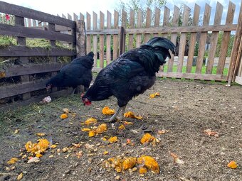 Žerzejský obr (Jersey Giant) - 3