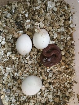Užovka červená , pantherophis guttatus, B. f. red Kenya - 3