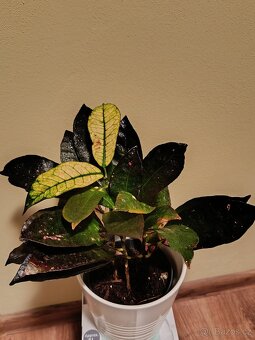 Kraton (Croton) – barevná pokojová rostlina - 3