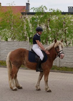 Klisna haflingského - 3