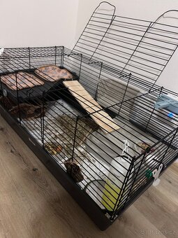 Morčata – kluci - 3