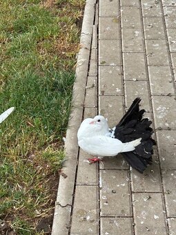 Anglický pavík - 3