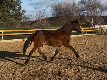 Urostlý téměř dvouletý valach - 3