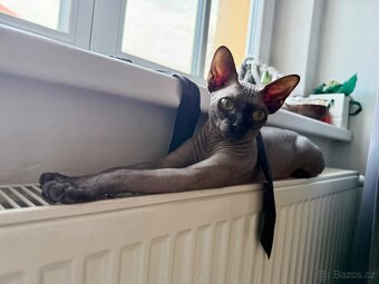 Sphynx kocourek – 10 měsíců - 3