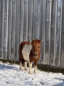 Pony hrebeček - 3